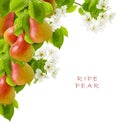 Ripe red yellow juicy pear fruit group on a branch with flowers and green leaves isolated on a white background as a frame. Royalty Free Stock Photo