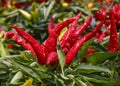 Ripe red and yellow long bird`s eye chili