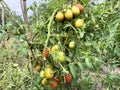 Ripe red and yellow tomatoes on a branch Royalty Free Stock Photo