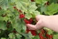 Ripe redcurrant berries Royalty Free Stock Photo