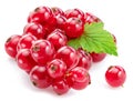 Ripe redcurrant berries on white background. Close-up Royalty Free Stock Photo