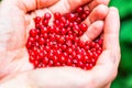 Ripe redcurrant in handful close Royalty Free Stock Photo
