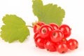 Ripe Redcurrants