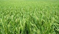 The ripe rice field is being harvested