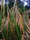 Ripe rice field on the farmand ready to be harvested