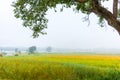 ripe rice field with fog in sky.