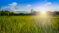 Ripe rice field and sky with cloud background at sunset time with sun rays Royalty Free Stock Photo