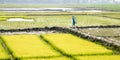 Ripe rice at the paddy field is ready to harvest in a cultivated farmland. A natural landscape scenery of agricultural field rural