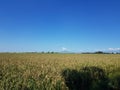 Ripe rice padi field in the hot day Royalty Free Stock Photo