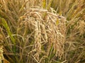 Ripe rice plants in the field ready  for harvest. Royalty Free Stock Photo