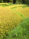 Ripe rice with yellow color