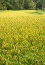 Ripe rice with yellow color