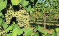 Ripe Riesling grapes hanging on vine Royalty Free Stock Photo