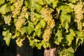 Ripe riesling grapes on vine Royalty Free Stock Photo