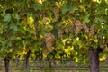 Ripe riesling grapes on vine in vineyard Royalty Free Stock Photo