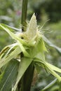 Ripe ripe uncovered corn