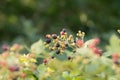 Ripe, ripened and unripe blackberries (Rubus fruticosus) growing in the wild, blurred background Royalty Free Stock Photo