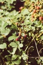 Ripe, ripened and unripe blackberries (Rubus fruticosus) growing in the wild Royalty Free Stock Photo