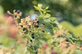 Ripe, ripened and unripe blackberries (Rubus fruticosus) growing in the wild under the summer afternoon sun Royalty Free Stock Photo