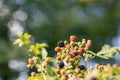 Ripe, ripened and unripe blackberries (Rubus fruticosus) growing in the wild under the summer sun Royalty Free Stock Photo