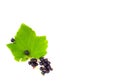Ripe and ripening large blackcurrant on a bush in the garden banner place for text Royalty Free Stock Photo