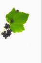 Ripe and ripening large blackcurrant on a bush in the garden banner place for text Royalty Free Stock Photo