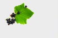 Ripe and ripening large blackcurrant on a bush in the garden banner place for text Royalty Free Stock Photo