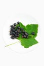 Ripe and ripening large blackcurrant on a bush in the garden banner place for text Royalty Free Stock Photo