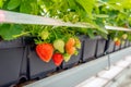 Ripe and ripening strawberries growing on plants in a greenhouse