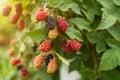 Ripe, ripening, and unripe Fresh organic blackberries of blackberry species.