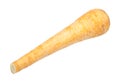 Ripe root of Parsnip pastinaca sativa isolated