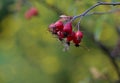 Ripe rose berries of red leafed rose