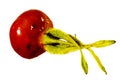 Ripe rose hip fruit isolated on white background Royalty Free Stock Photo
