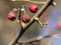 ripe rose hips on a bush