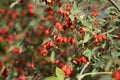 Ripe rose hips on the bushes in early autumn Royalty Free Stock Photo