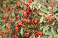 Ripe rose hips on the bushes in early autumn