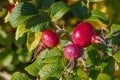 Ripe rose hips, sunny day, close-up Royalty Free Stock Photo