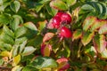 Ripe rose hips, sunny day, close-up Royalty Free Stock Photo