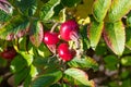 Ripe rose hips, sunny day, close-up Royalty Free Stock Photo