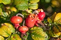 Ripe rose hips, sunny day, close-up Royalty Free Stock Photo