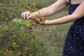 Ripe rose hips, Young woman collects crop of medicinal plants, background