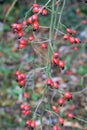 Ripe rosehip berries on a bush branch in the fall