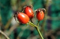 Ripe rosehip berries