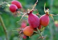 Ripe rosehip berries. dog-rose. cold and flu remedy