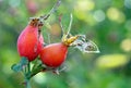 Ripe rosehip berries. dog-rose. cold and flu remedy