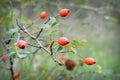 Ripe rosehip berries