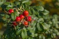 Ripe rosehip on a branch. Dog-rose red berries. Wild rose