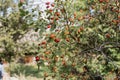 Ripe rosehip bush in the village