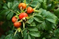 ripe rosehip fruits in autumn. medicinal herbal