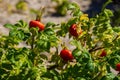 Ripe Rosehips On A Bush